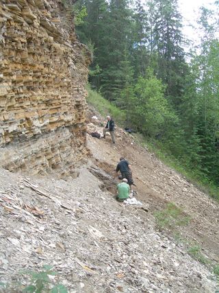 Here, another image of fossil-bearing sediments at the "North Face" fossil site (shown here) in in Driftwood Canyon Provincial Park, British Columbia. During the Eocene, Northern British Columbia would have boasted a climate similar to that of Portland, O