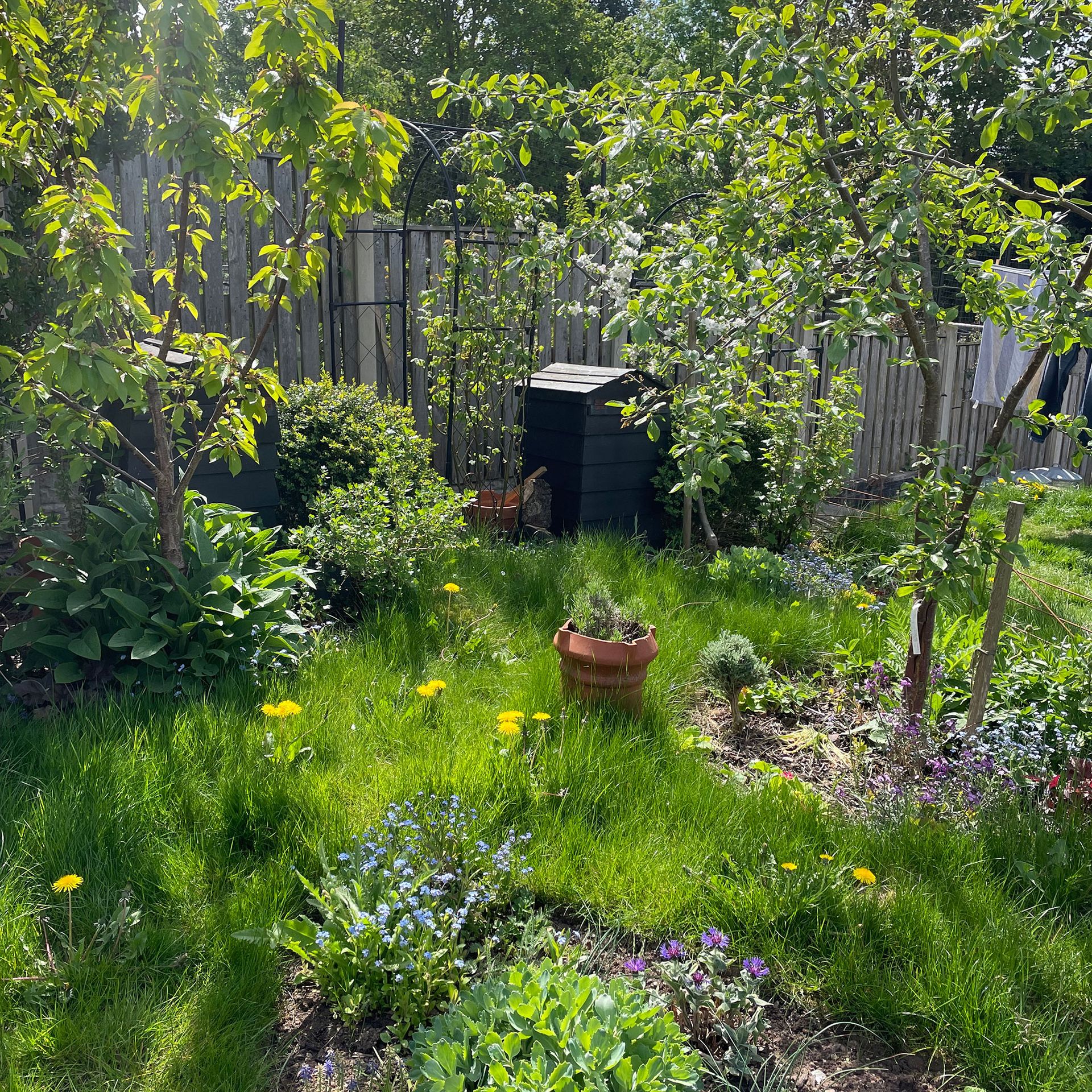 Garden with long grass and dandelions
