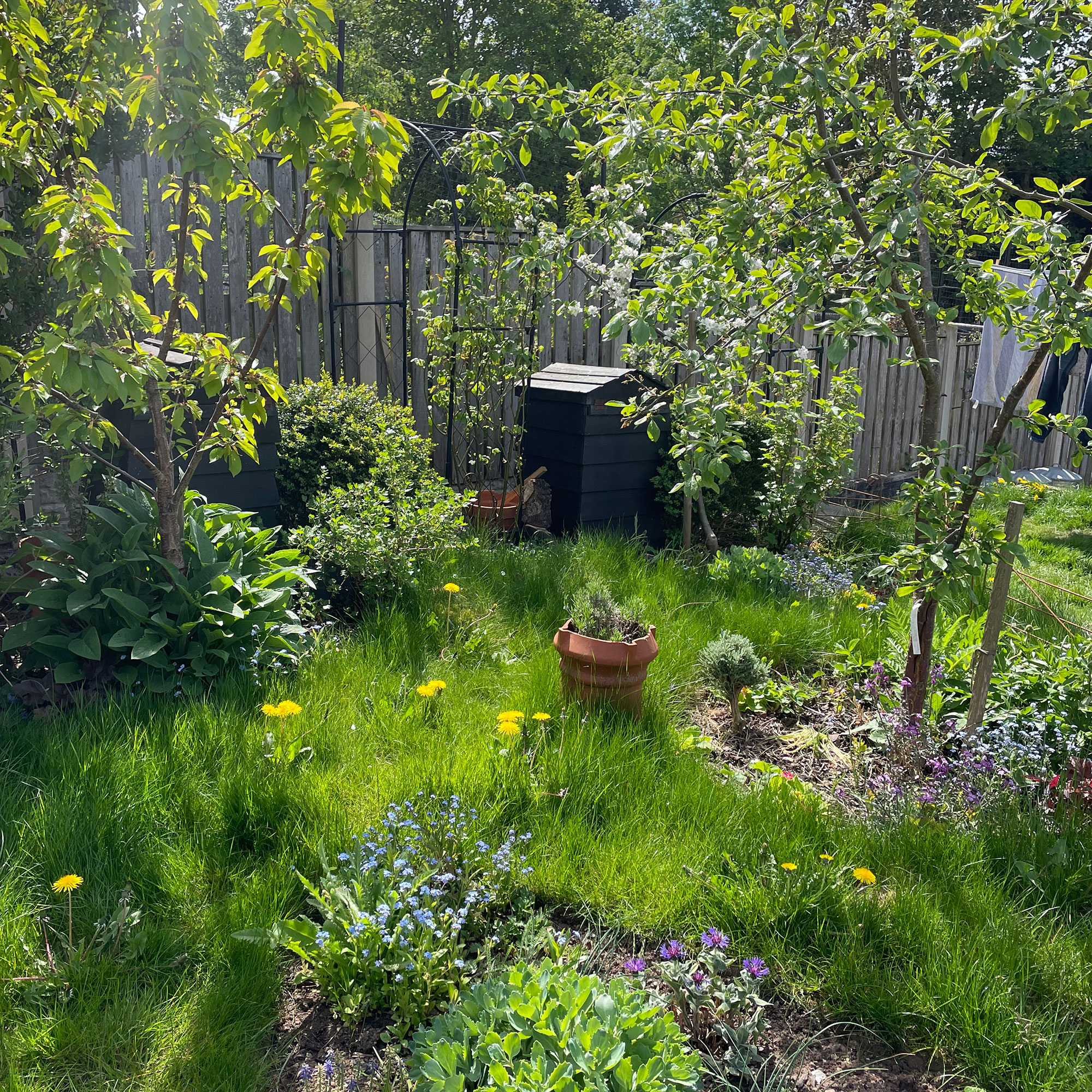 Garden with long grass and dandelions