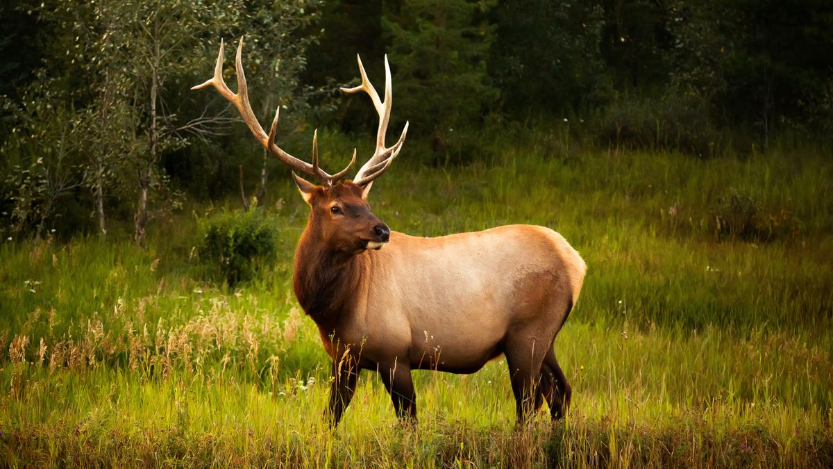 Hormonal elk launches furious attack on car stopped too close to his harem