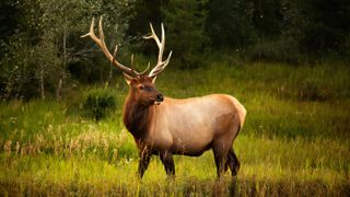 Bull elk in Alberta, Canada