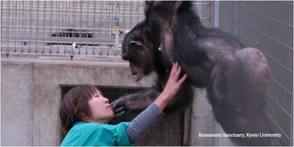 Kanako Chimp with "Downs Syndrome"