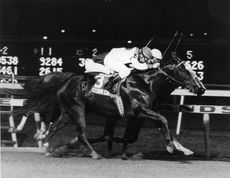 Storm Cat and jockey Chris McCarron wins the 1985 Young America Stakes (Grade I) at Meadowlands on October 10, 1985. Photo by: Jim Raftery / Turfoto (Track Photographer)