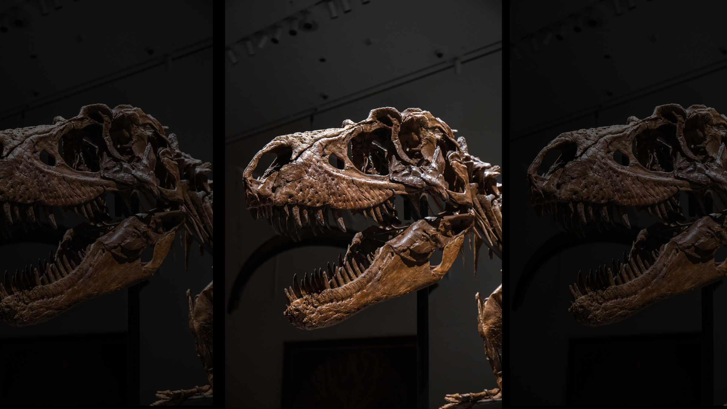 Photo of the Gorgosaurus skull and jawbones.