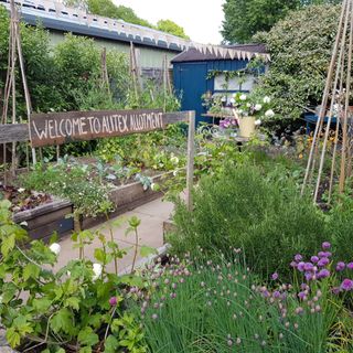 allotment with blue shed, paved path, bunting, veg & flowers