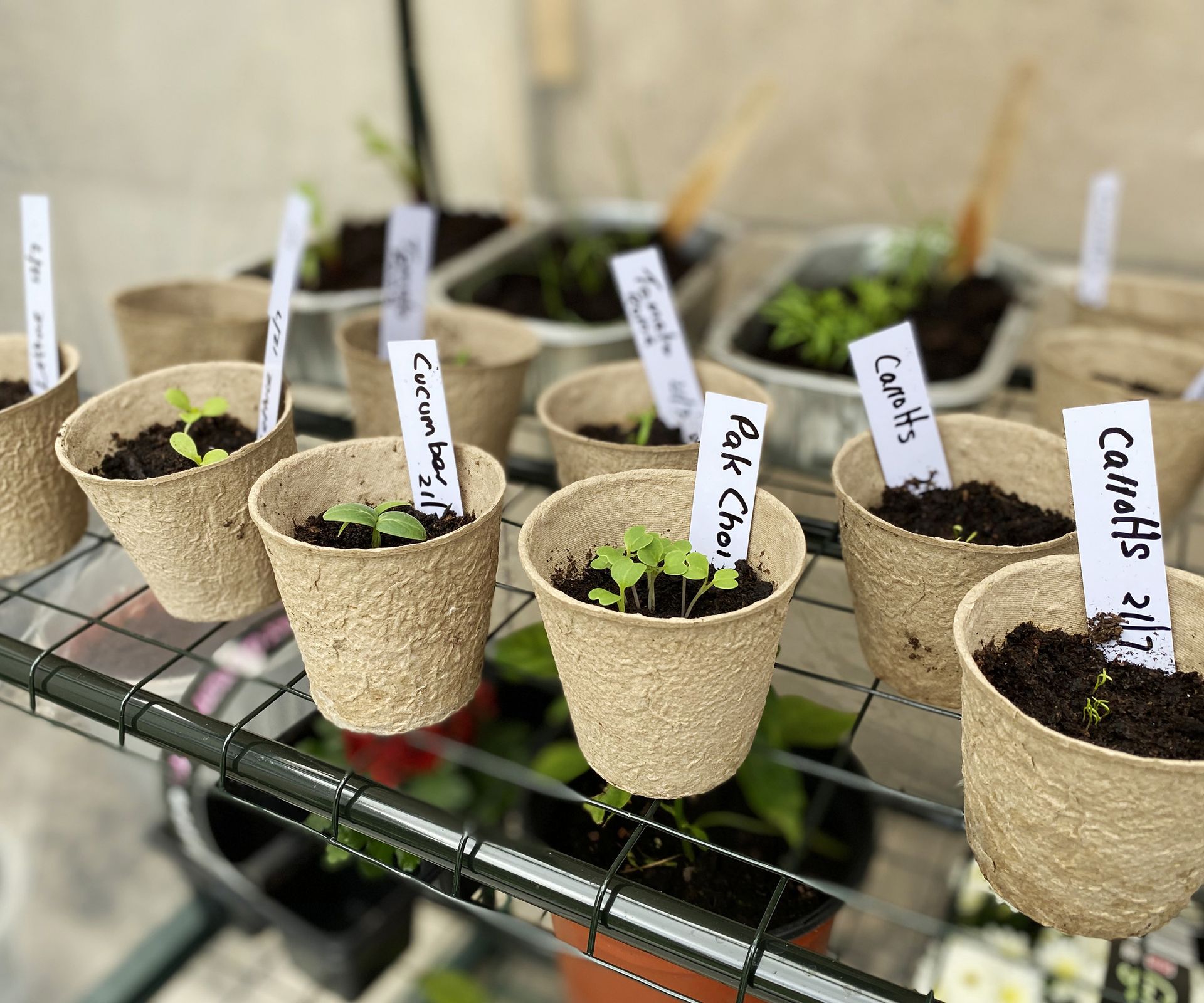 Vegetable seedlings growing in pots ready to be planted in the garden