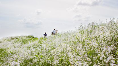 A family cycles through a field of white flowers on one of the best nature holidays in the UK
