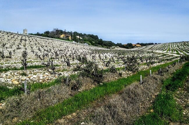 The limestone soils of Esquiran.