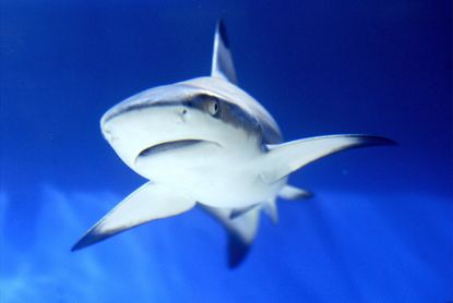 A shark swims in an aquarium in Istanbul, Turkey