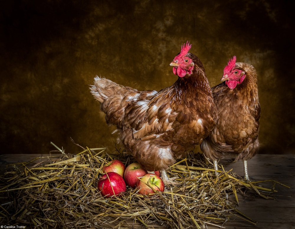 Chickens with pink lady apples instead of eggs