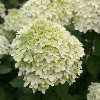 Hydrangea paniculata&nbsp;'Limelight' | £24.99 at Waitrose Garden