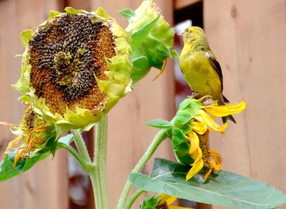 Bird Near Sunflower Seeds From Flower