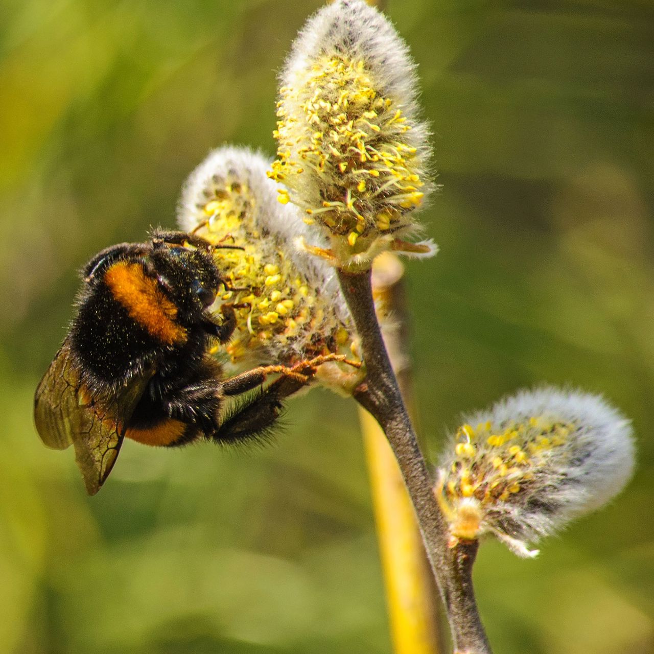 queen bumblebee on yellow catkin flower