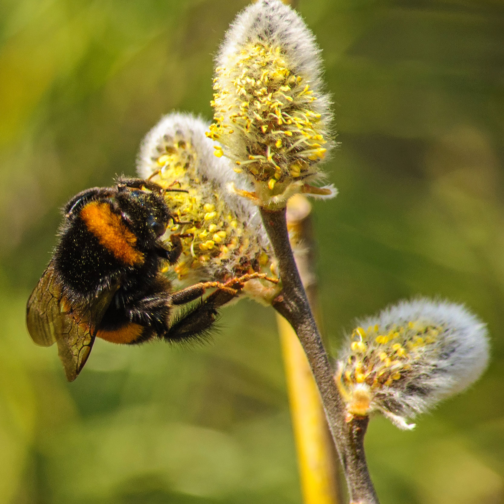 queen bumblebee on yellow catkin flower