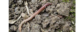 earthworm, carbon, climate change