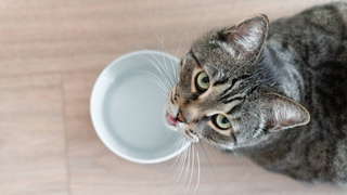 Birdseye view of a cat with tongue sticking out slightly and a water bowl