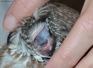 That Really Is A Live Owl S Eyeball Seen Through Its Ear Live