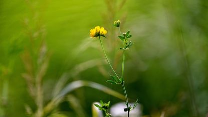 yellow flower of fenugreek with green background 