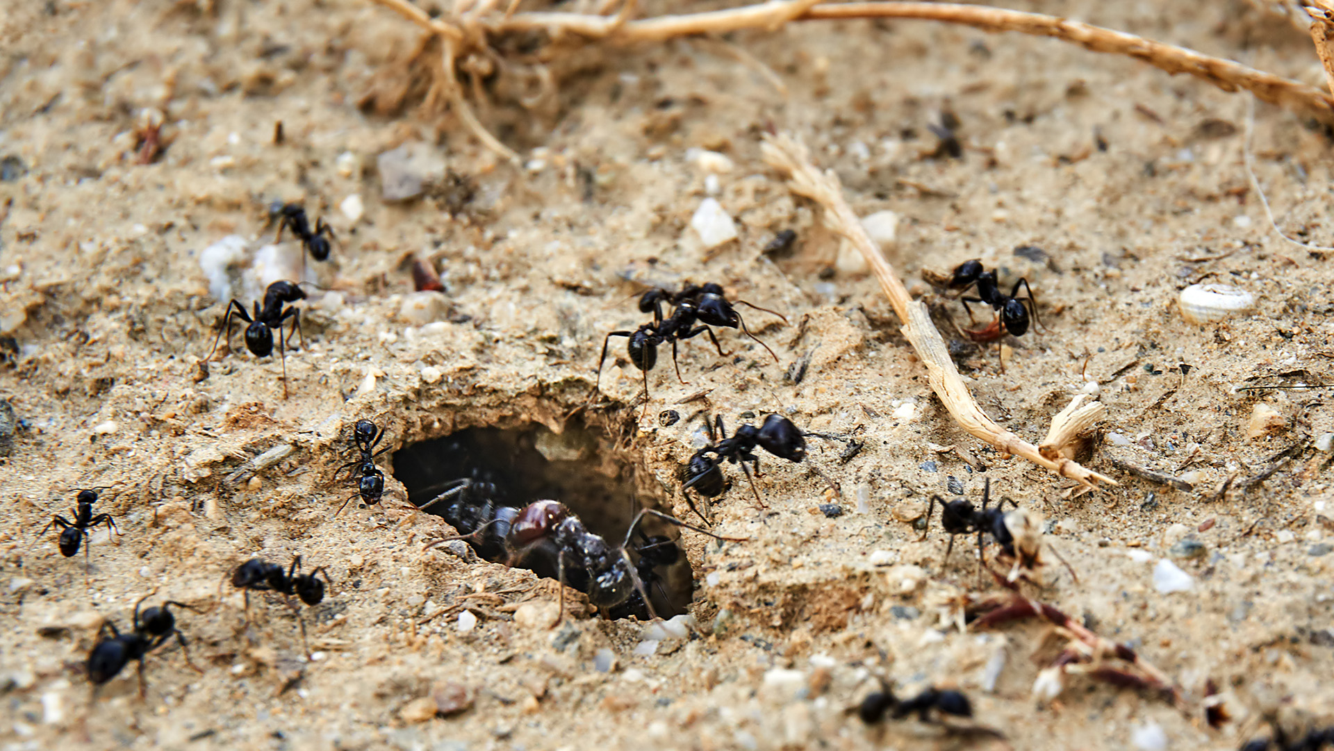 A close up of a group of black ants moving around a hole in the dirt.