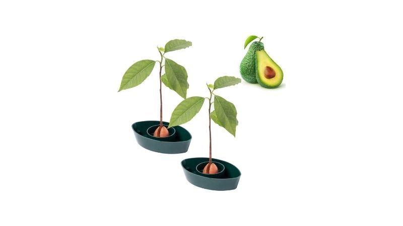 best avocado tree