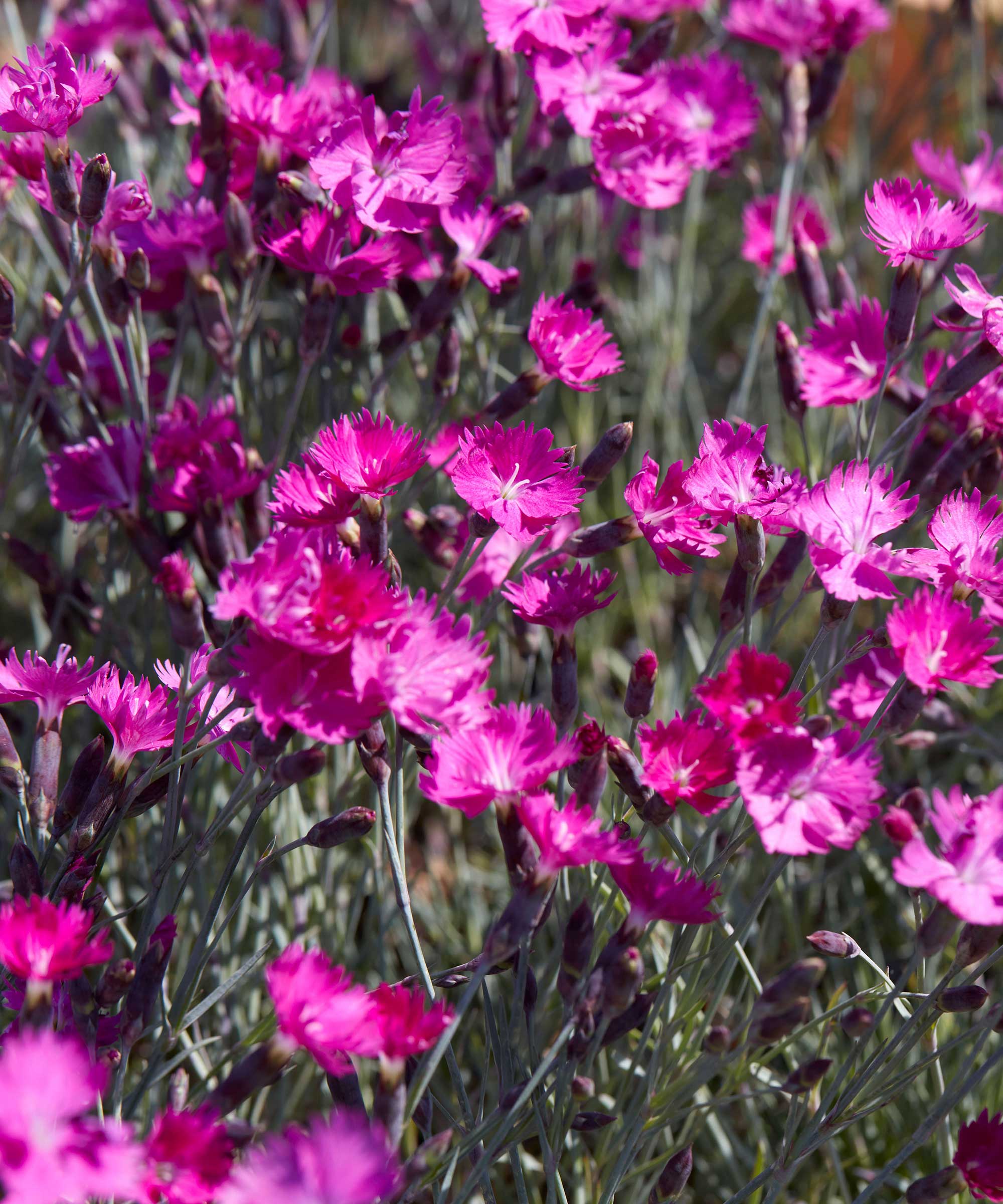 dianthus firewitch flowers