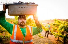 california wine harvest photos