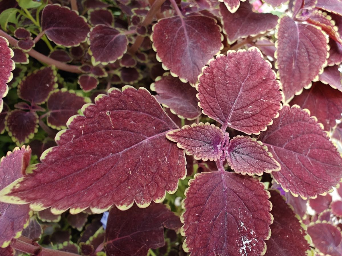 OnePlus Open macro sample.