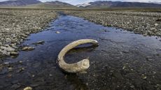 a mammoth tusk in a shallow stream with mountains in the background