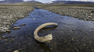 a mammoth tusk in a shallow stream with mountains in the background