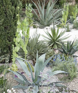 drought tolerant planting with gravel