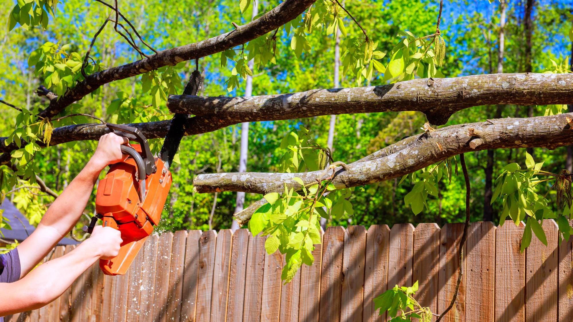 Cutting neighbor's tree limb hanging over fence