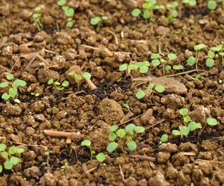 Wasabi microgreen shoots in soil