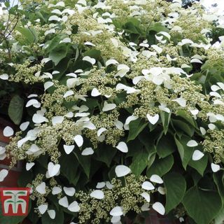 Hydrangea petiolaris plant perfect for growing in shade