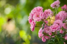 Pink Rose Flowers