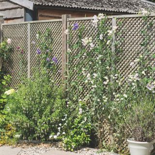 White sweet peas flowering on wooden trellis in garden