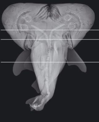 A radiograph of the two-headed shark.
