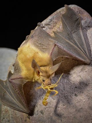 Pallid bat arizona bats