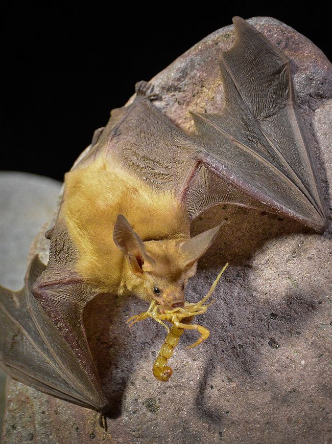 In Photos: The Eerily Beautiful Bats of Arizona | Live Science