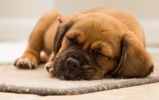 Cute puppy dog sleeping