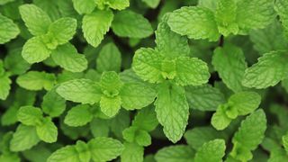 Bright green leaves of peppermint