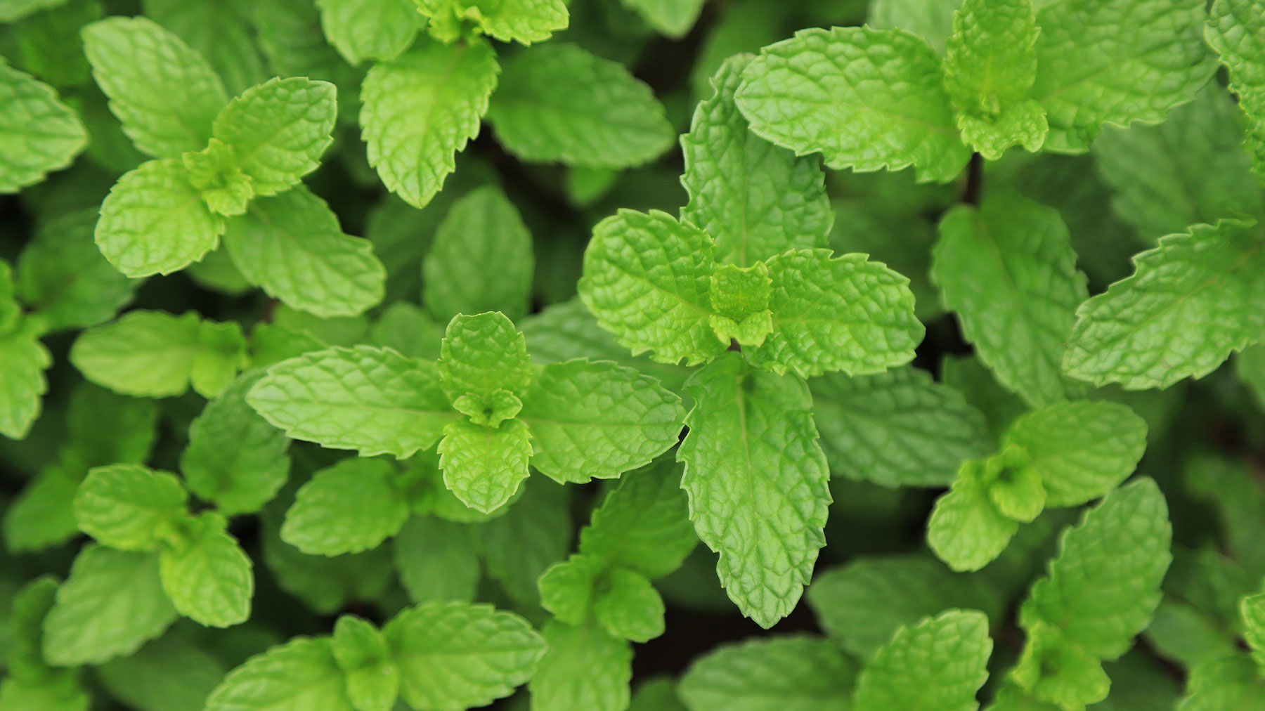 Bright green leaves of peppermint