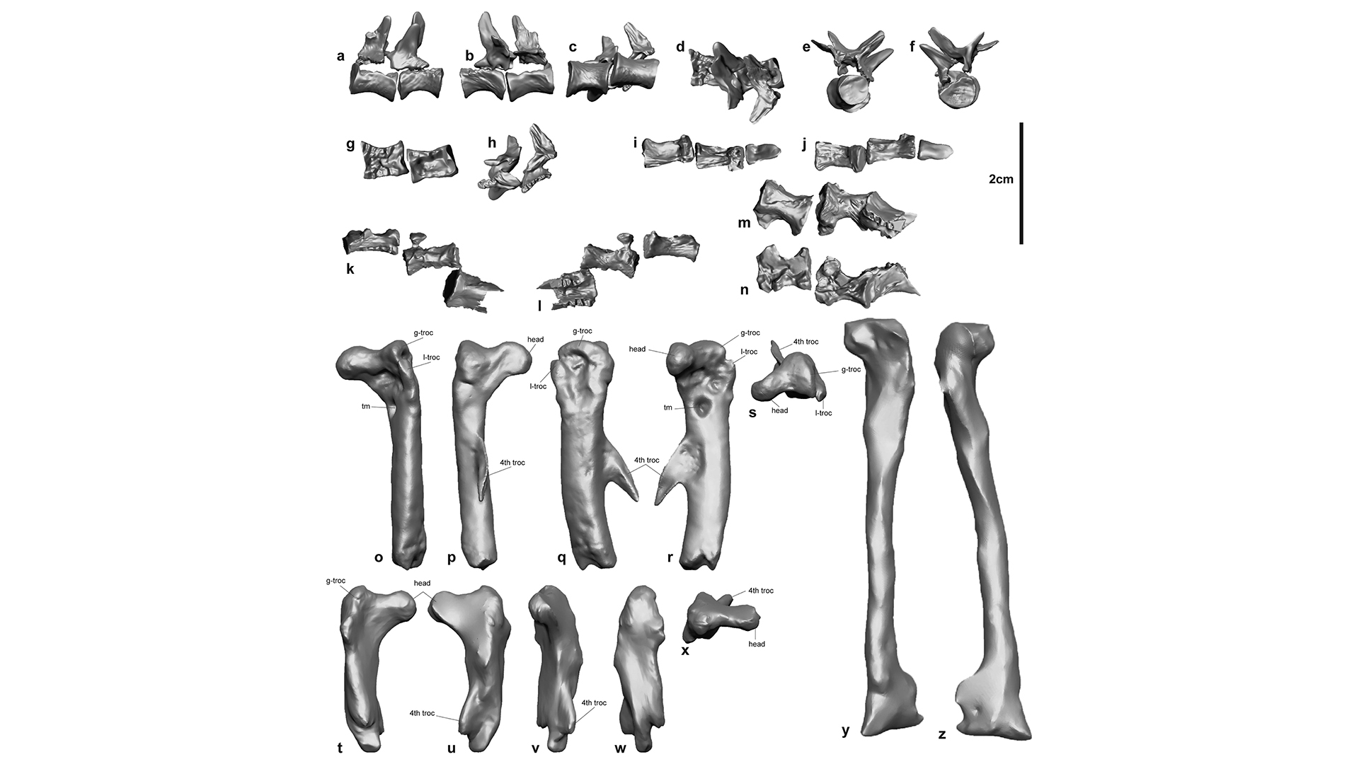 Digital models of ornithopod bones found in the abdomen of Confractosuchus sauroktonos.