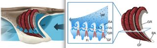 A paddlefish illustrating the new vortical cross-step filtration model, from Sanderson et al., doi: 10.1038/ncomms11092. The mainstream flow (MF) enters from the right and interacts with the series of backward-facing steps that are formed by the branchial arches (BA), causing vortical flow (Vo). The vortex interacts with the gill rakers (GR) to concentrate particles for transport towards the back of the mouth to be swallowed.