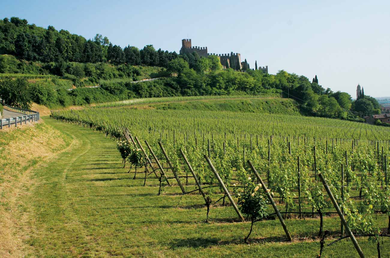 Pieropan's La Santa vineyard in the Soave Classico region