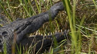 An American crocodile relaxes in Shark Valley of Everglades National Park on February 3, 2023 in Miami, Florida