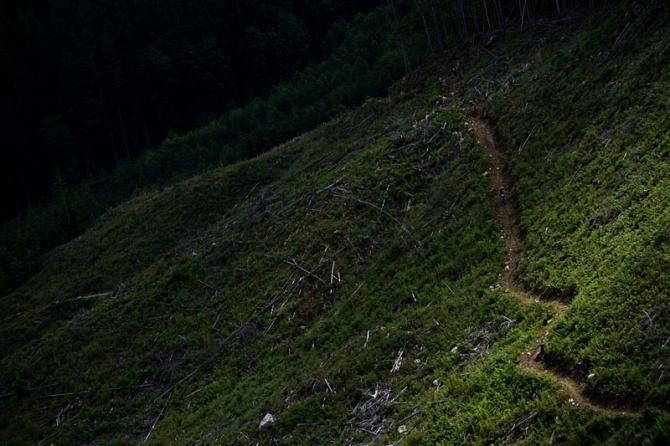 BC Bike Race singletrack