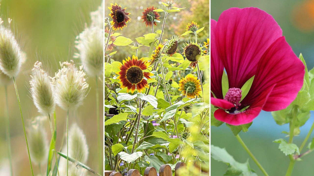 composite image of flower seeds to sow in April