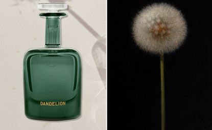 Perfumer H Dandelion