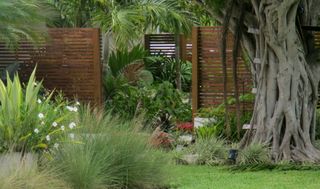Front yard landscaping with grasses and tropical plants