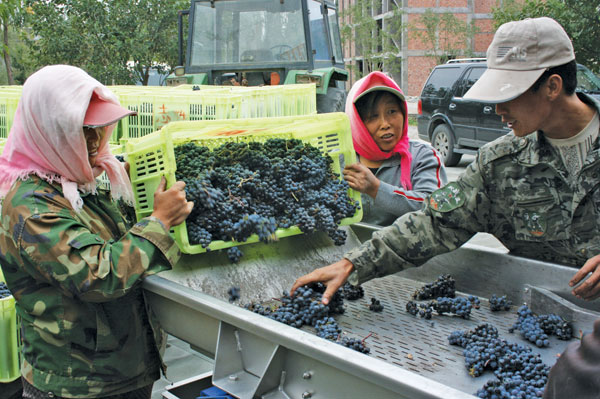 000007db8-2013_harvest_Ningxia_2a.jpg